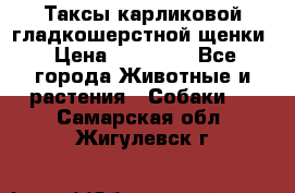 Таксы карликовой гладкошерстной щенки › Цена ­ 20 000 - Все города Животные и растения » Собаки   . Самарская обл.,Жигулевск г.